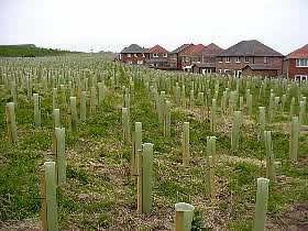 Shelterbelt tree planting at Sittingbourne